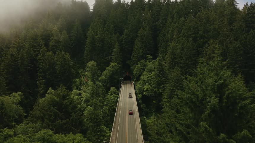 An aerial perspective captures traffic flowing over a bridge and into a tunnel amidst a sprawling, misty evergreen forest