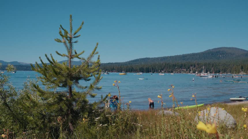 A serene view of a bustling mountain lake on a sunny day, framed by a pine tree and wildflowers
