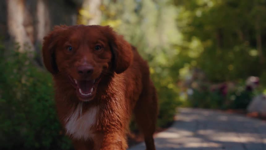 Slow motion shot of an adorable brown dog with its tail wagging as it runs towards the camera on a path