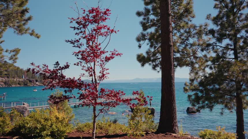 A picturesque view of Lake Tahoe features a vibrant red-leafed tree and tall pines framing the turquoise water and a wooden pier