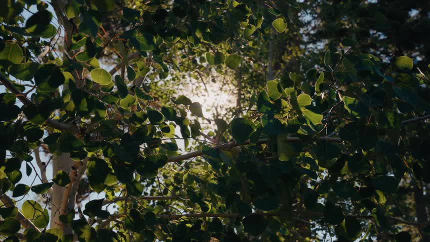 A low-angle view of the bright sun shining through the rustling green leaves of an aspen tree