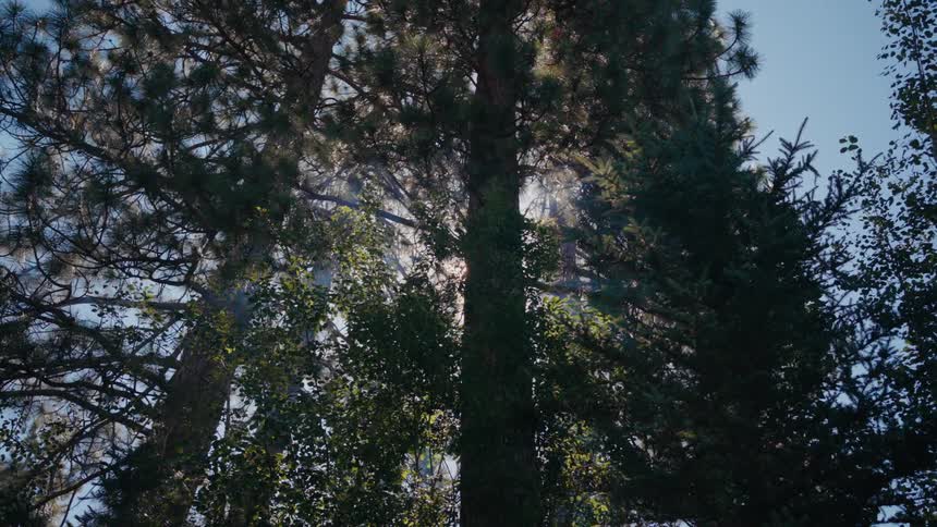 Sunbeams stream through the branches of tall, lush green trees in a serene forest