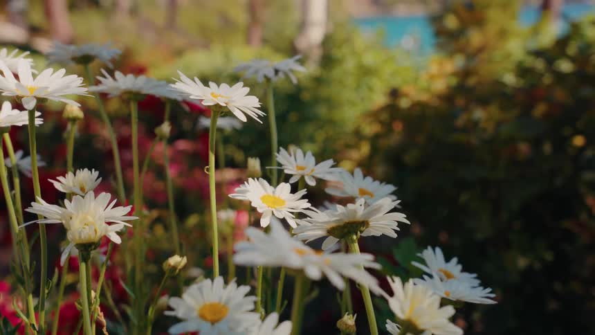 White daisies with yellow centers stand in a sunlit garden, gently moving in the breeze