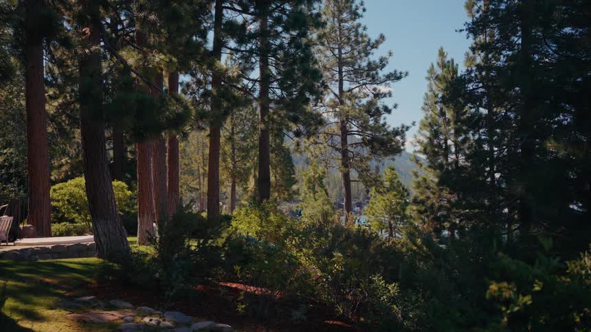 A tranquil forest scene with sunlit pine trees and a glimpse of a serene lake in the background