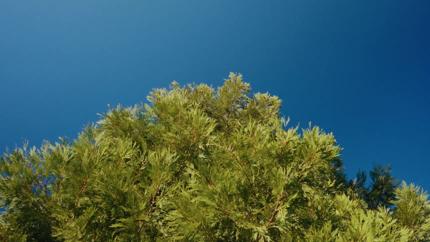 Looking up at the top of a green evergreen tree as its branches gently sway in the wind against a clear, blue sky