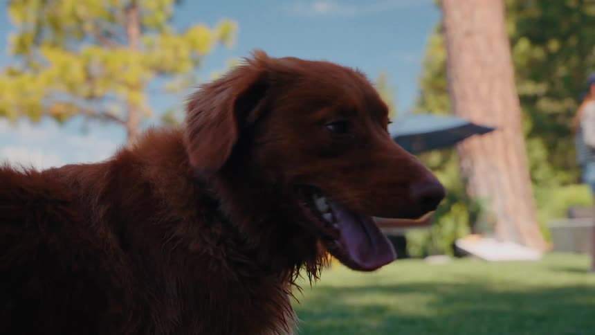 A happy brown dog pants in slow motion while sitting on a lush green lawn on a sunny day