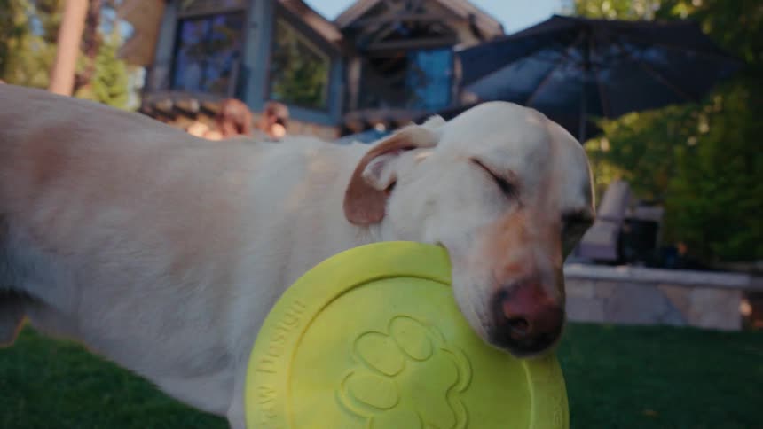 Slow motion close-up reveals a yellow Labrador with a frisbee in its mouth, before pulling back to show it walking across the lawn at a backyard party