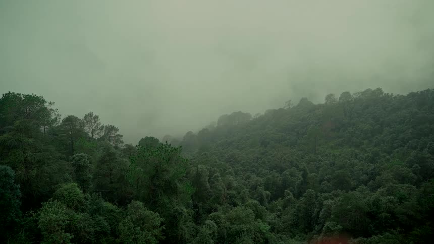 A moody landscape of a foggy forest covering rolling hills on an overcast day