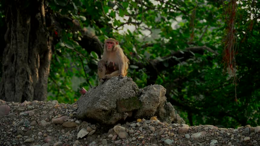 A mother rhesus macaque monkey with its baby sits on a rock on a gravel hill with a lush forest in the background