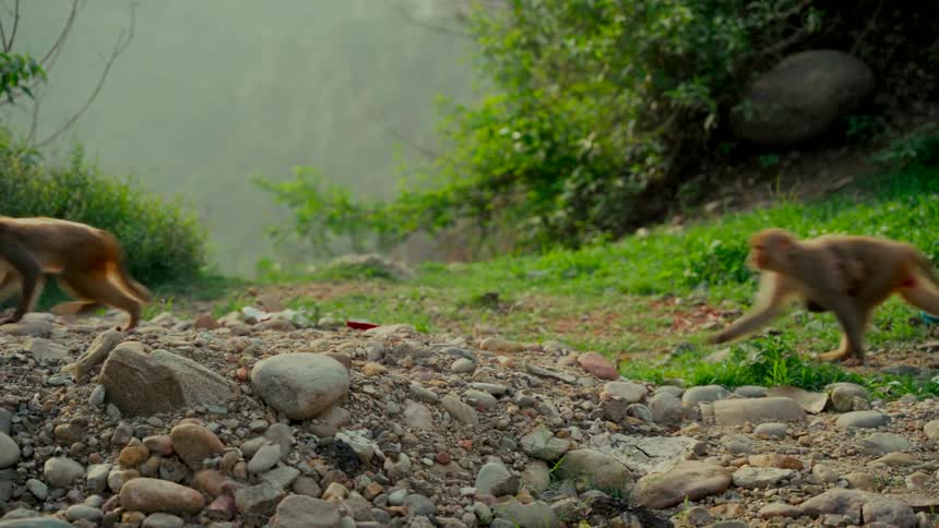 A troop of macaque monkeys, including a mother carrying her baby, runs across a rocky path in a lush, green forest