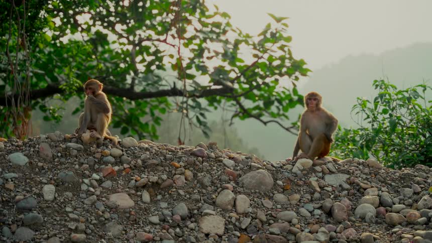 A family of monkeys sits on a rocky embankment in the wild, with one looking on as another grooms itself