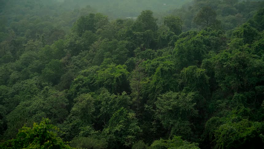 A static shot shows a lush, green jungle landscape shrouded in mist and fog