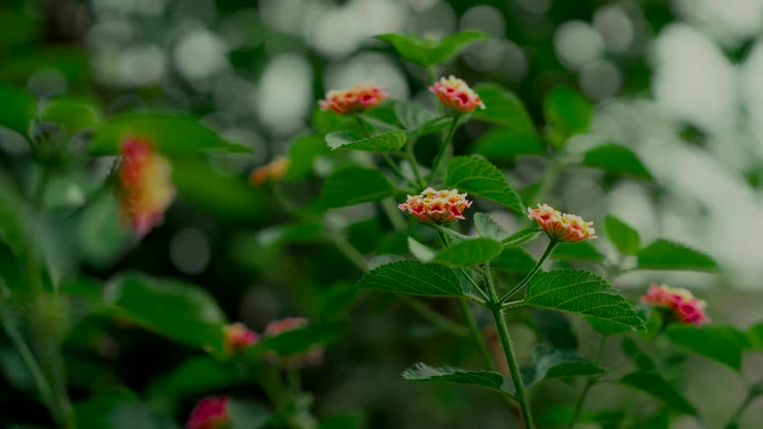 Delicate pink and yellow lantana flowers bloom on a vibrant green bush with a soft, dreamy bokeh background