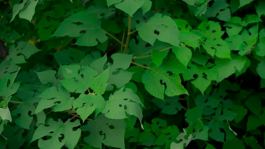 Close-up of vibrant green leaves with holes from insects, gently swaying in the breeze