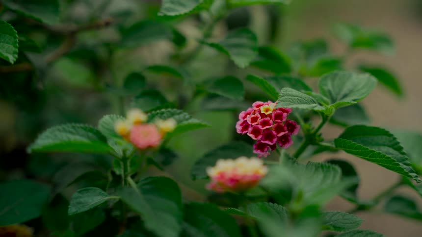 A beautiful cluster of pink and yellow flowers stands out against the rich green foliage of a bush