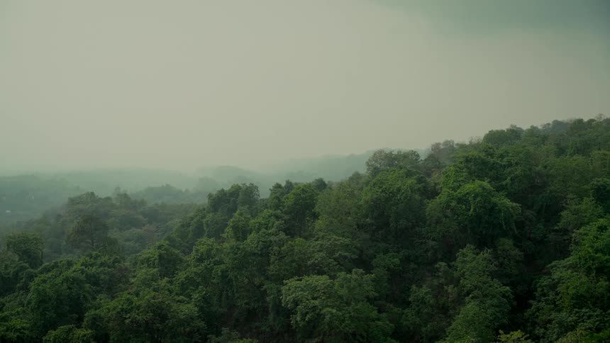 A serene, wide shot of a dense, green jungle covering rolling hills on a foggy, overcast day