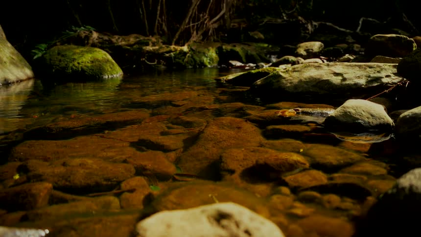 Sunlight glimmers on the surface of a peaceful, clear forest stream flowing gently over mossy rocks