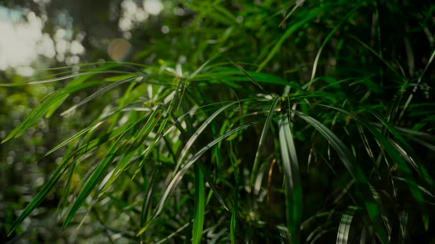 Lush green foliage in a dense jungle is illuminated by soft sunlight filtering through the trees