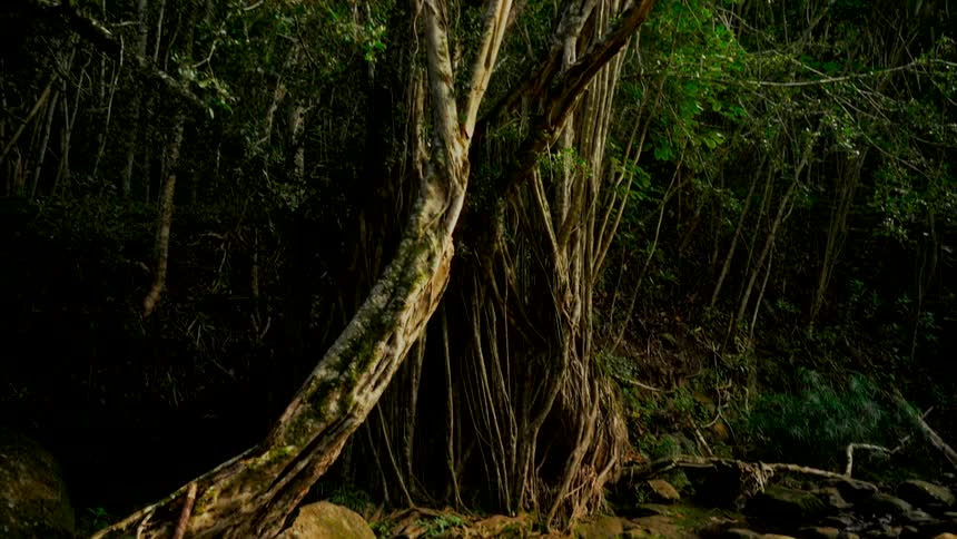 A slow tilt up reveals an ancient, vine-covered tree next to a rocky stream in a dense, dark jungle