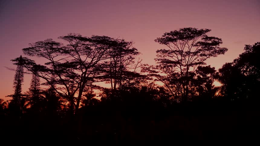 The dark silhouettes of rainforest trees are outlined by a beautiful, colorful sunset