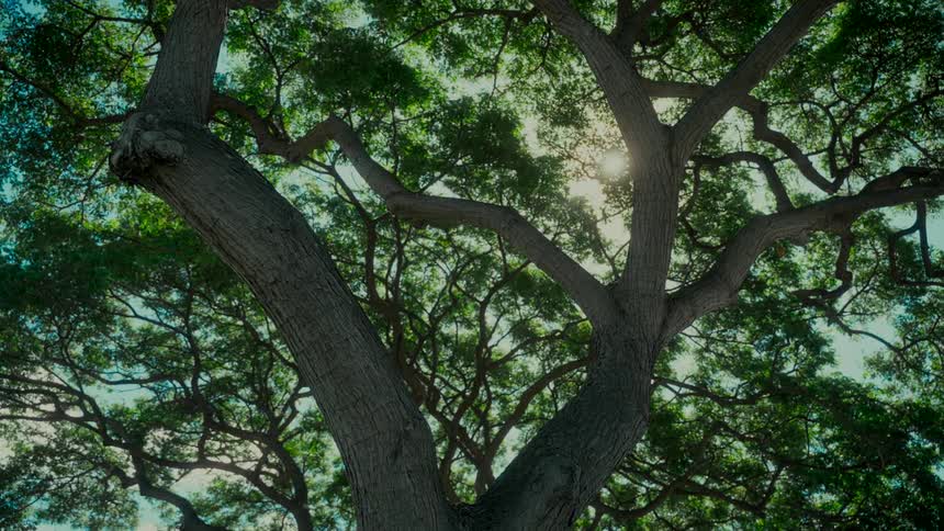Looking up at a majestic tree canopy as the bright sun shines through its vibrant green leaves in a slow zoom shot