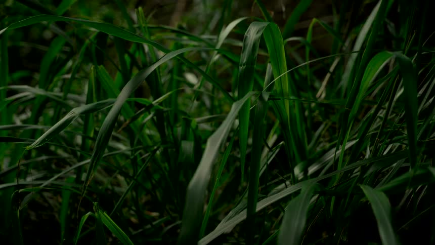A cinematic close-up shot pushes slowly through blades of dark green grass in a serene setting