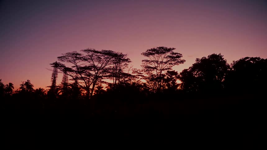 A serene view of a tropical forest silhouetted against a vibrant pink and purple sunset sky