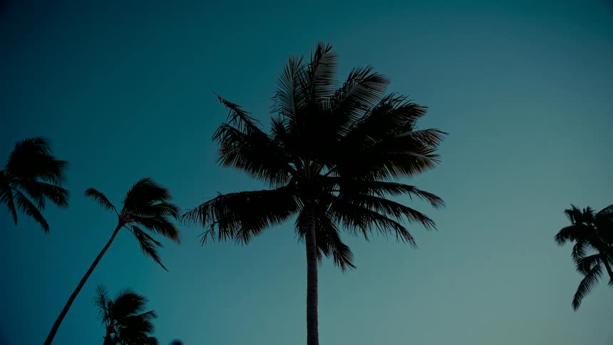Silhouettes of palm trees sway gently in the wind against a deep blue twilight sky
