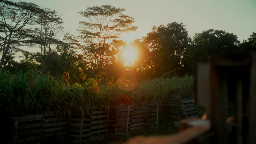 A slow zoom out reveals a rural landscape with tall grass in wooden planters as the sun sets behind the trees