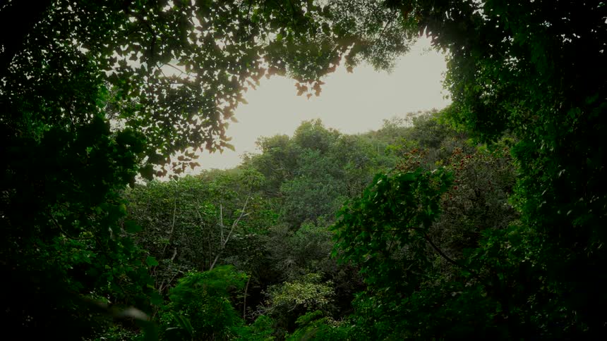 Looking up through a natural frame of lush green leaves to a sunlit sky over a tropical forest hillside