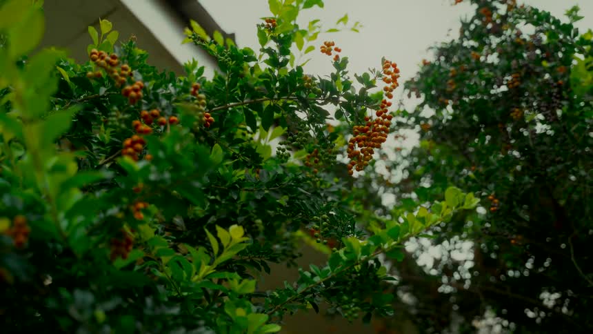 A low-angle view of a lush green bush with small orange berries gently swaying in the wind under an overcast sky