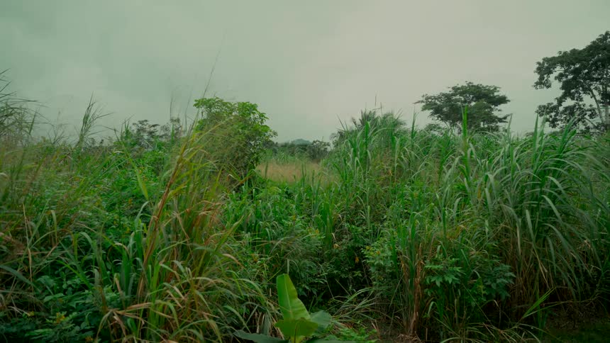 A static wide shot of a lush, overgrown field of green grass and plants under a cloudy sky