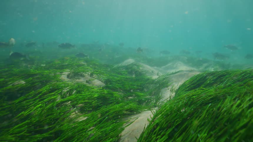 A tranquil underwater scene captures a school of fish swimming above a vibrant green seagrass bed as sunlight beams through the water