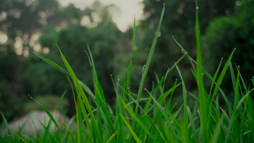 A serene close-up shot shows morning dew clinging to blades of green grass in a tranquil forest