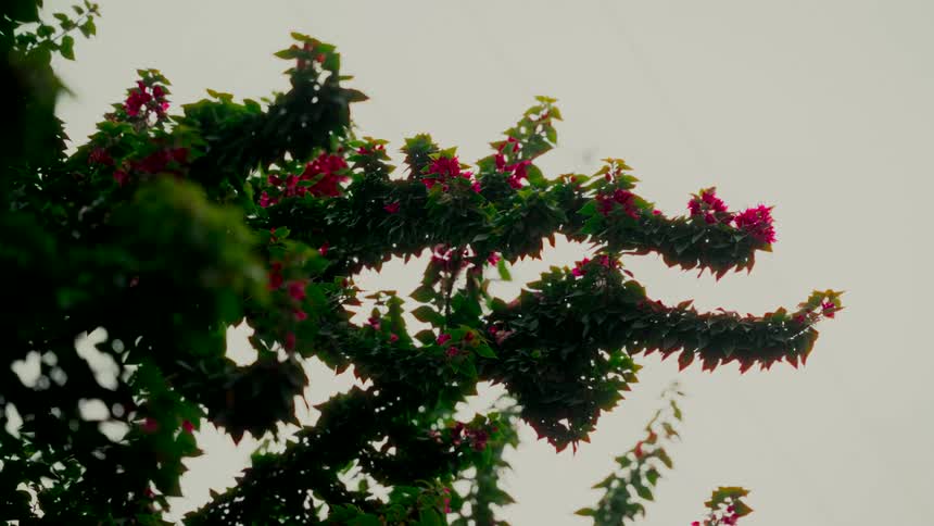 A bougainvillea branch with vibrant pink flowers and green leaves sways gently in the wind against an overcast sky