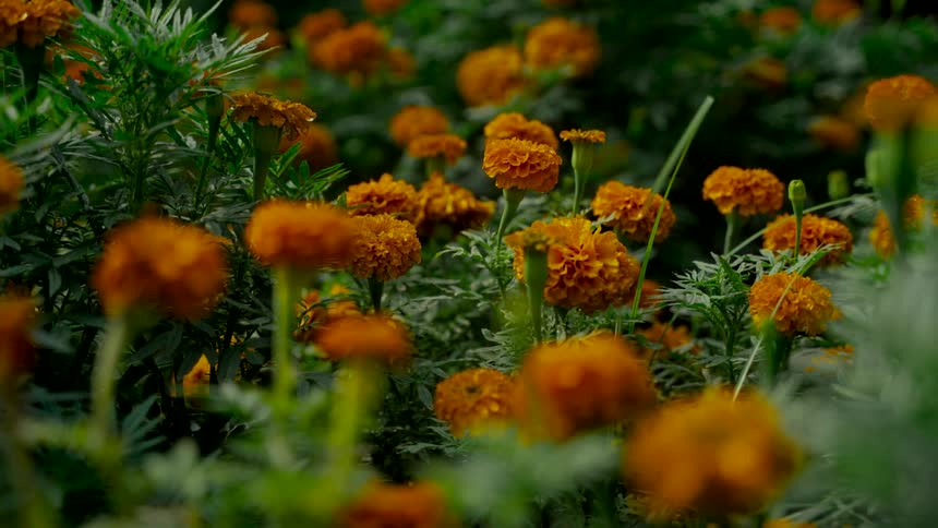 A tranquil close-up shot of a vibrant field of orange marigold flowers blooming in a lush green garden
