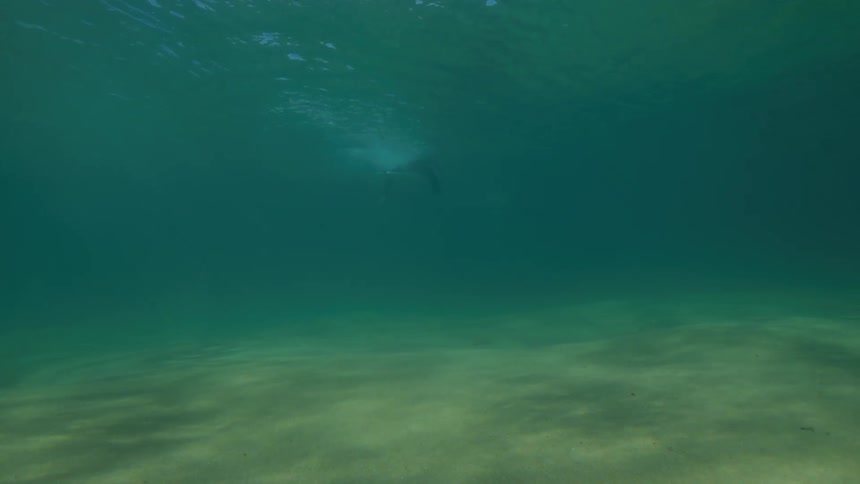 Two playful dolphins swim gracefully towards the camera over a sandy seabed in calm turquoise ocean waters