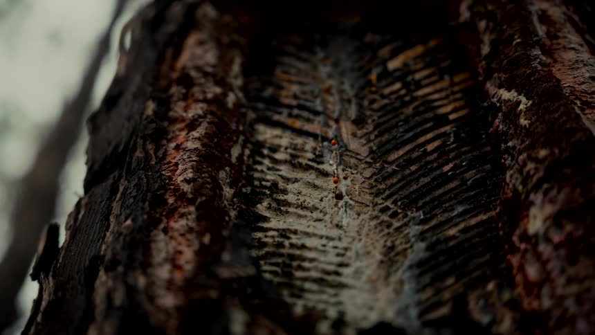 Golden resin slowly drips from the carved bark of a pine tree in a detailed close-up