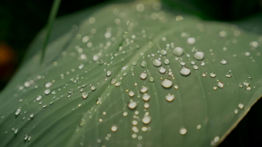 Sparkling water droplets sit peacefully on the surface of a large green leaf after a light rain