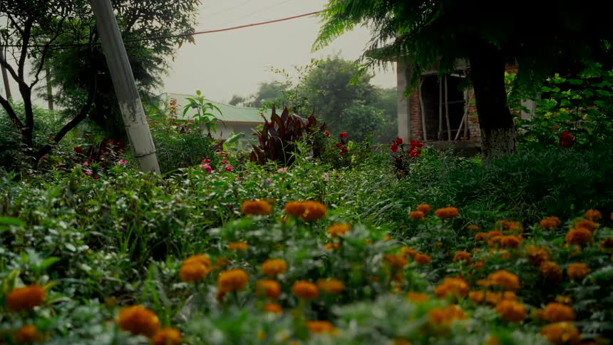 A low-angle shot of a lush, overgrown garden filled with vibrant orange marigolds and other flowers on a calm day