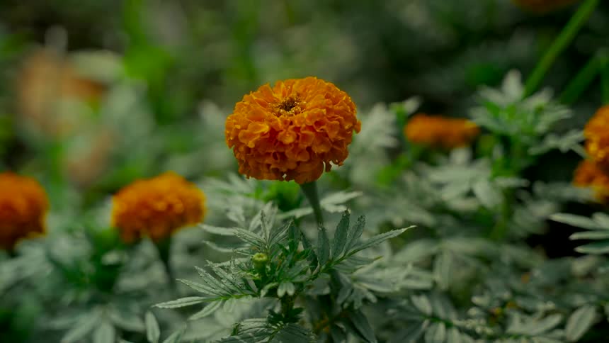 A close-up of a vibrant orange marigold flower blooming in a lush green garden