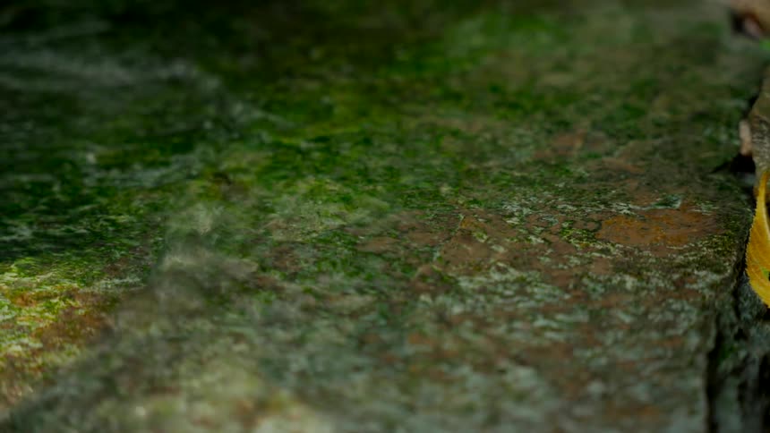 A close-up shot of calm water trickling over a vibrant green mossy stone in nature
