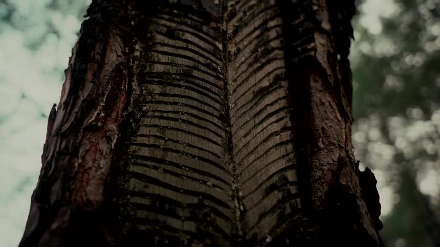 A low-angle close-up of a pine tree trunk carved with a herringbone pattern for resin tapping in a moody forest