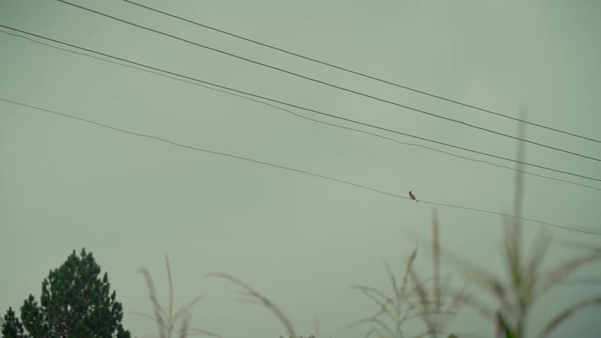 A lone bird perched on a power line takes flight as another bird joins it, flying away together against a grey sky