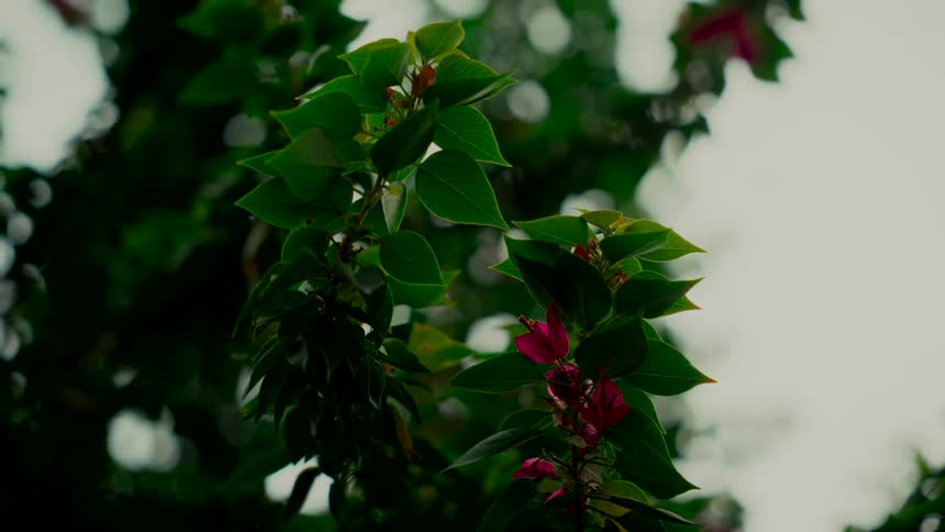 A cinematic close-up of a leafy green tree branch with pink flowers gently swaying in the wind