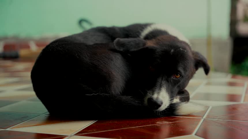 A sleepy black and white dog with sad eyes lies curled up on a tiled floor