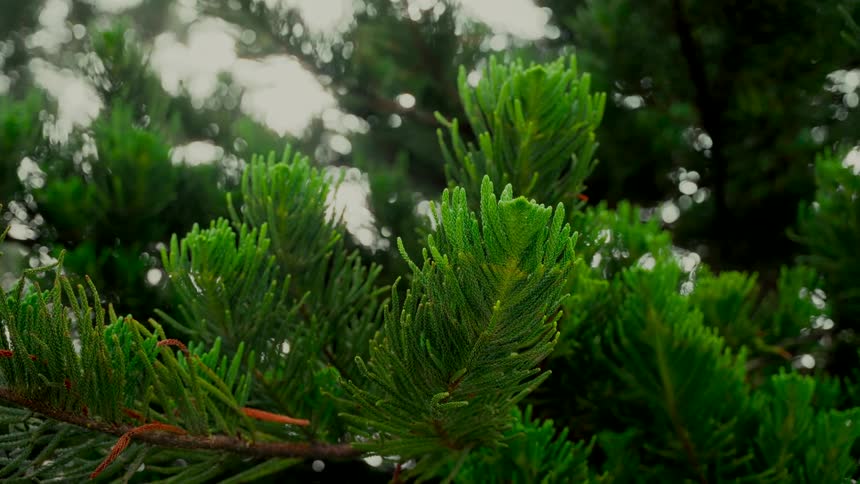 A detailed close-up shot of vibrant green pine needles on a tree branch with a softly blurred background