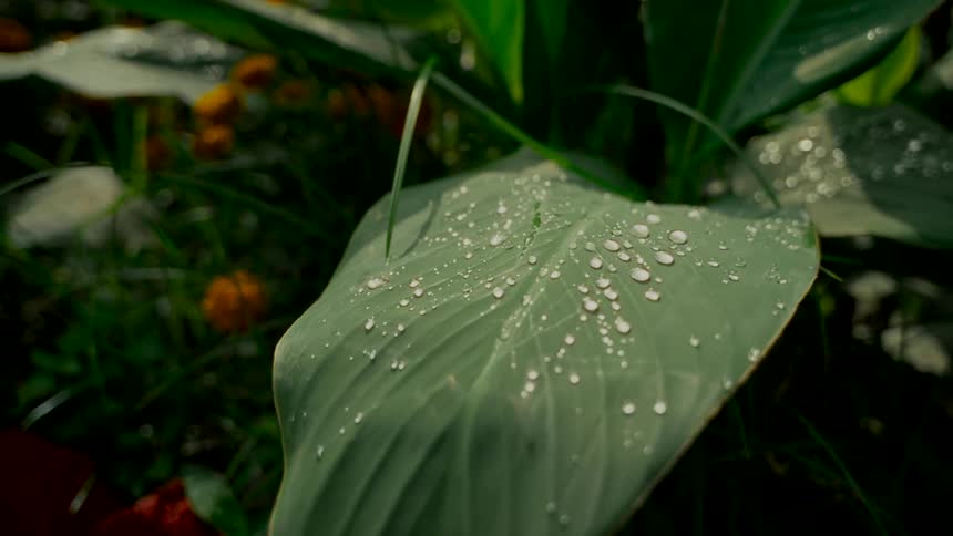 A slow pull-back shot reveals glistening water droplets on a large green leaf in a lush garden