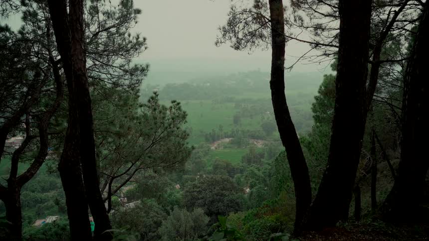 A moody view from a dark forest overlooks a lush green valley shrouded in fog
