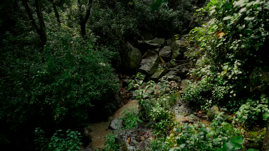 A hidden stream trickles through a rocky ravine deep within a lush, dark green forest